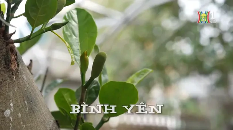 Bình yên | Nhịp sống Hà Nội | 21/12/2024