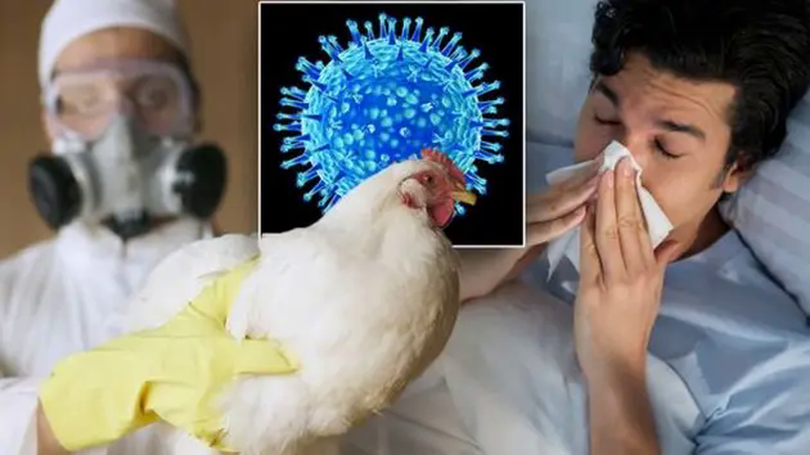 Tăng cường kiểm soát dịch cúm gia cầm trên toàn cầu