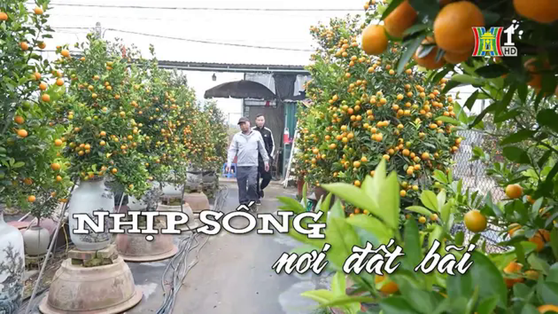 Nhịp sống nơi đất bãi | Nhịp sống Hà Nội | 10/01/2025