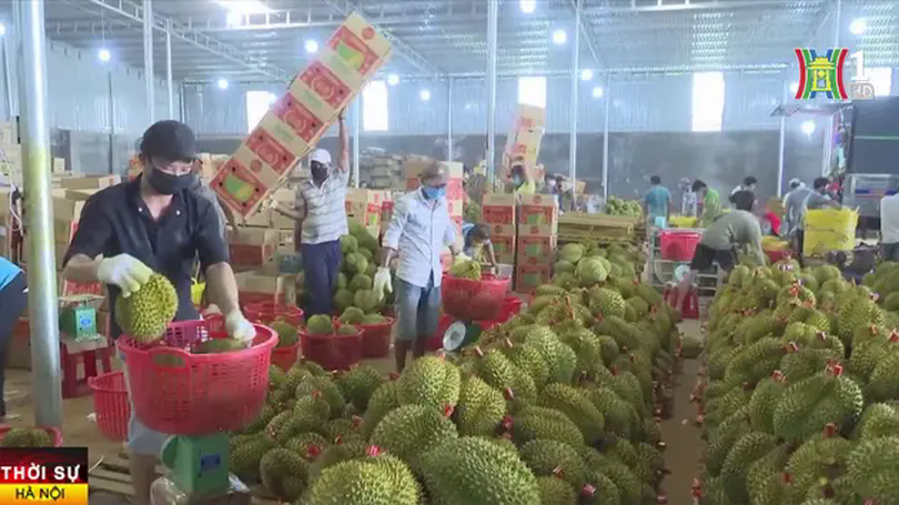 Việt Nam trở thành 'vua sầu riêng' của thế giới