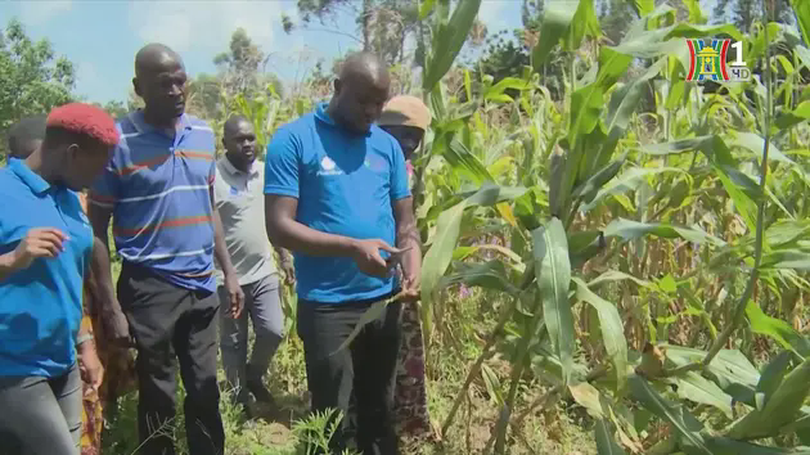 Kenya sử dụng công nghệ AI để chẩn đoán bệnh cây trồng