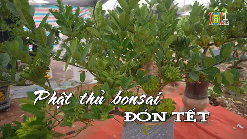 Phật thủ bonsai đón Tết | Nhịp sống Hà Nội | 14/01/2025