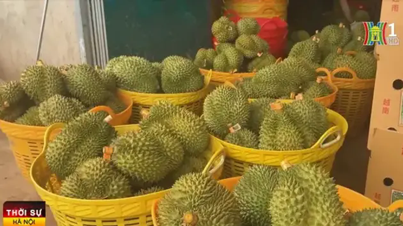 Trung Quốc tăng mua gấp rưỡi sầu riêng Việt