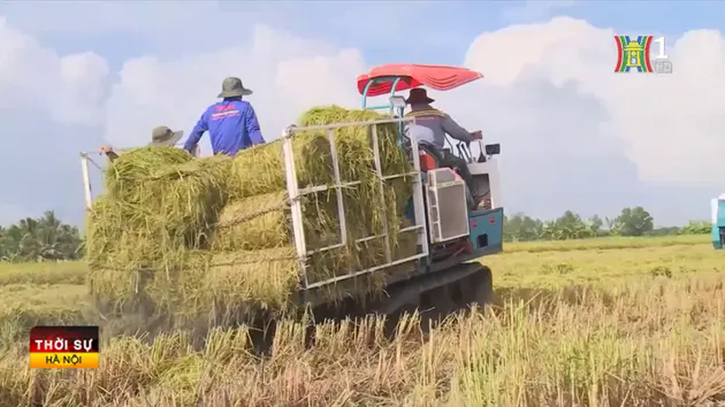 Việt Nam sản xuất 1 triệu hecta lúa giảm phát thải