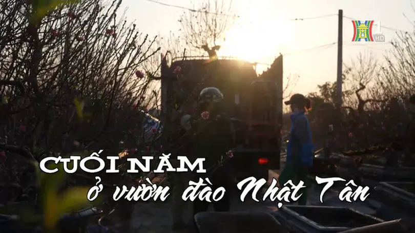 Cuối năm ở vườn đào Nhật Tân | Nhịp sống Hà Nội | 16/01/2025