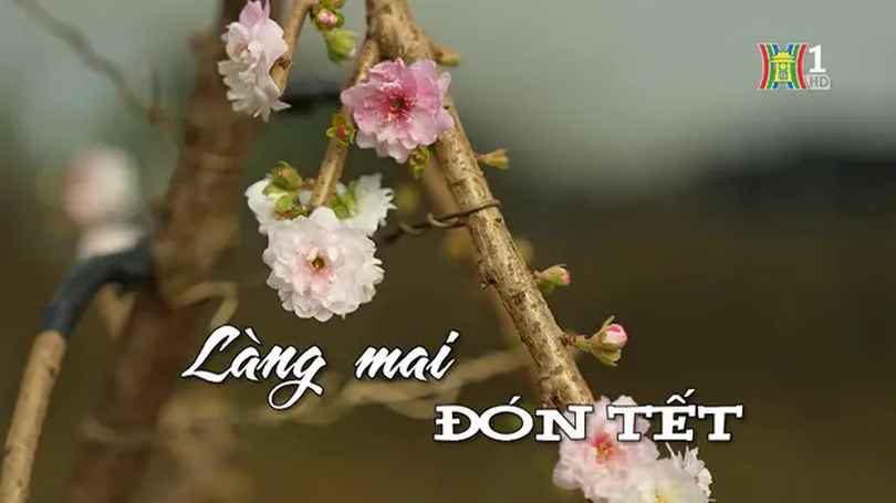 Làng mai đón Tết | Nhịp sống Hà Nội | 18/01/2025
