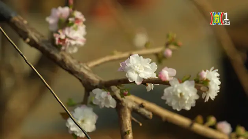 Làng mai đón Tết