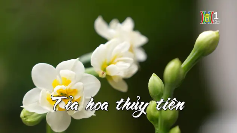 Tỉa hoa thủy tiên đón Tết | Nhịp sống Hà Nội | 19/01/2025