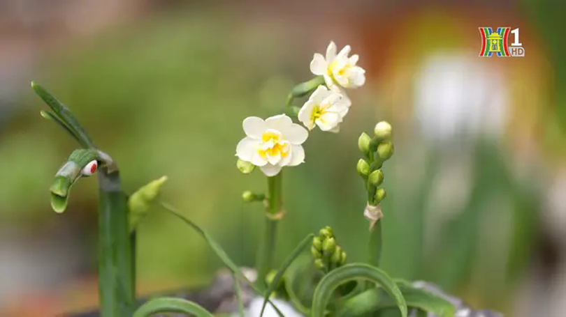 Tỉa hoa thuỷ tiên đón Tết