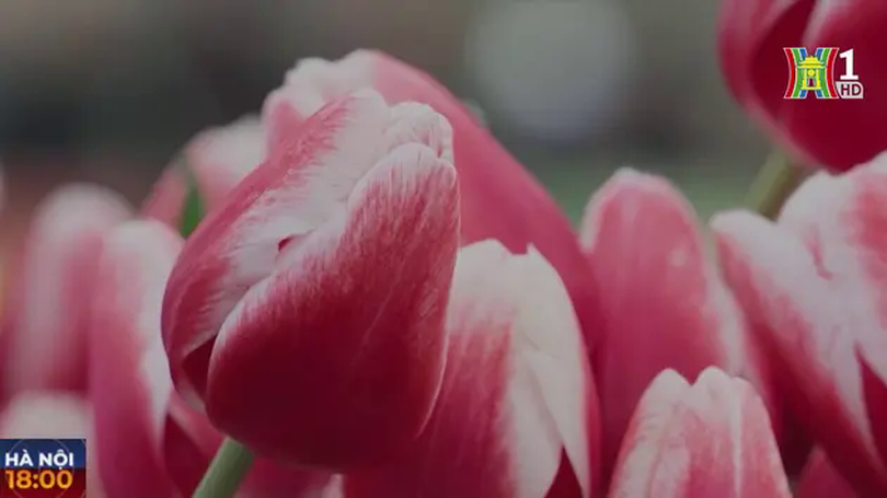 Rực rỡ ngày hoa tulip tại Hà Lan