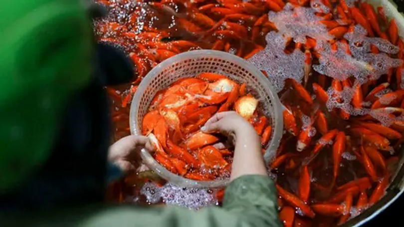 Giá cá chép đỏ tăng cao cận Tết ông Công, ông Táo