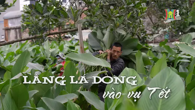 Làng lá dong vào vụ Tết | Nhịp sống Hà Nội | 21/01/2025
