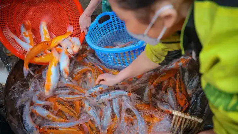 Giá cá chép tăng cao trước ngày cúng Táo Quân