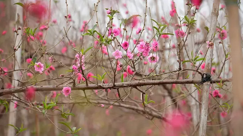 Đào Nhật Tân tăng giá mạnh