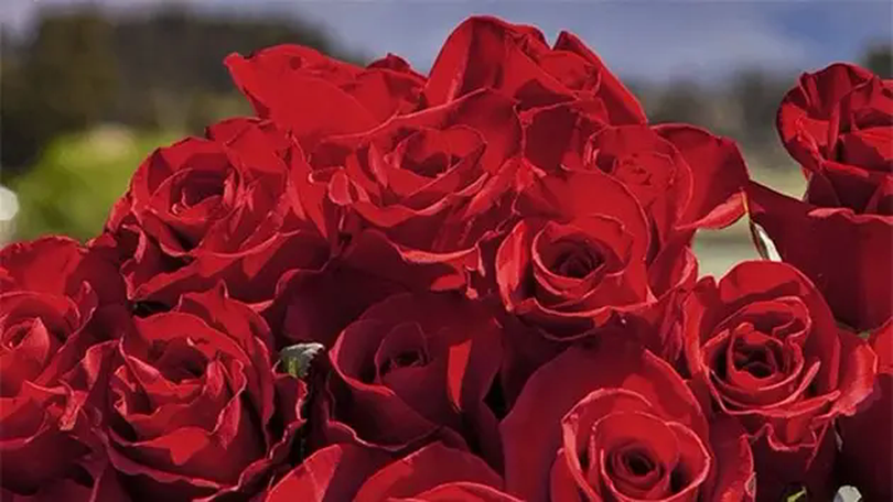 Doanh số bán hoa tăng mạnh tại Ecuador trước lễ Valentine
