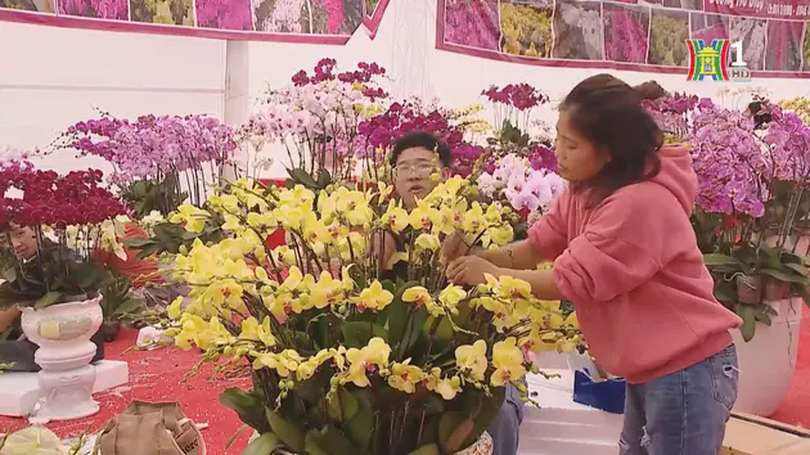 Thú chơi lan hồ điệp sôi động ngày cận Tết