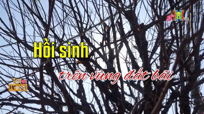Hồi sinh trên vùng đất bãi | Người Hà Nội | 29/01/2025