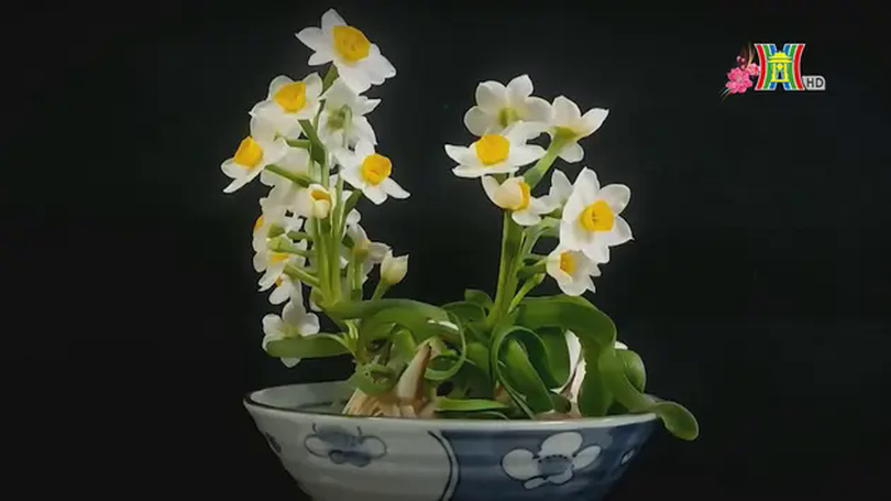 Thanh tao 'đĩa ngọc chén vàng'