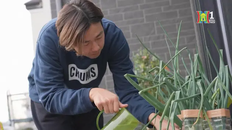 Rau tăng giá phi mã, người Nhật tự canh tác tại nhà