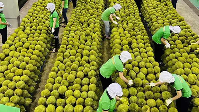 Năm 2025, xuất khẩu nông sản Việt đối diện nhiều thách thức