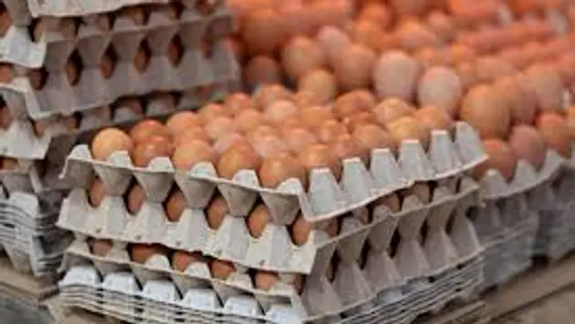 Mỹ: Giá trứng cao kỷ lục vì dịch cúm