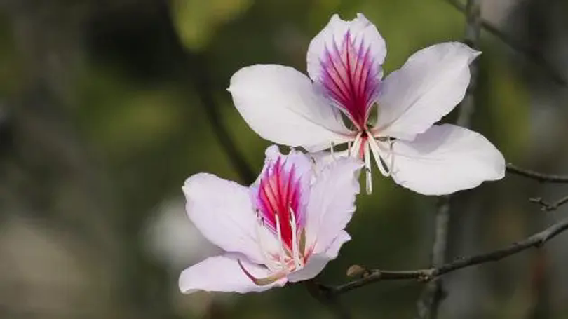 Hoa Ban nở sớm