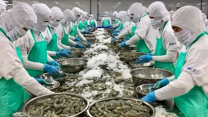 Việt Nam tăng tốc xuất khẩu tôm vào Hoa Kỳ