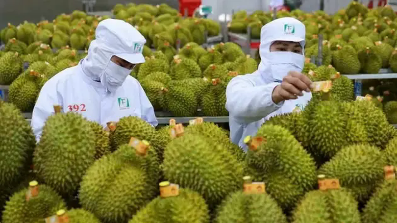 Xuất khẩu rau quả giảm mạnh 2 tháng đầu năm