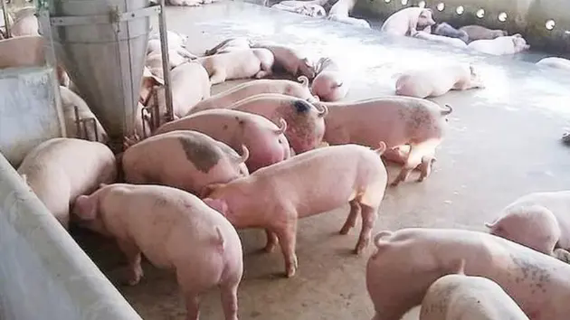 Giá lợn chưa có dấu hiệu hạ nhiệt
