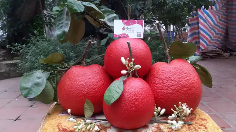 Thu nhập hàng tỷ đồng từ giống bưởi đỏ quý hiếm