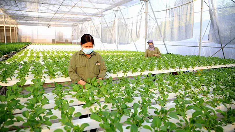Hà Nội khuyến khích phát triển nông nghiệp đa giá trị
