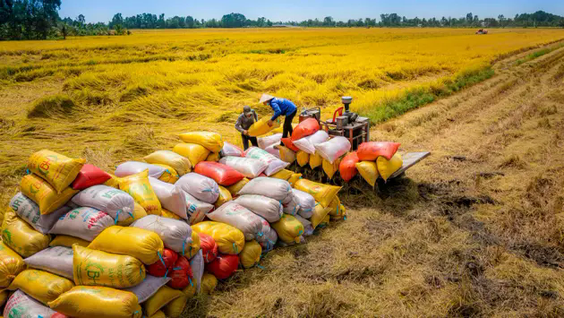 Thành lập đoàn kiểm tra việc kinh doanh, xuất khẩu gạo