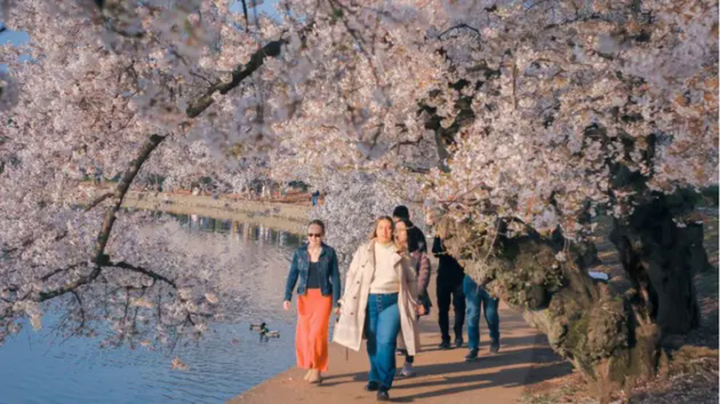 Hoa anh đào nở rộ tại Washington, Mỹ