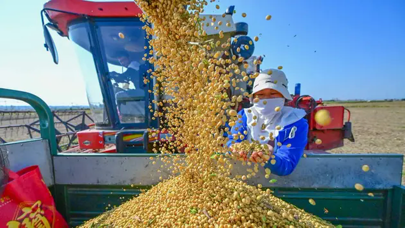 Trung Quốc tăng cường mua đậu tương từ Brazil