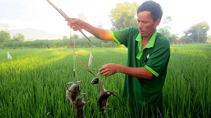 Ngăn chặn nạn chuột cắn phá lúa Xuân