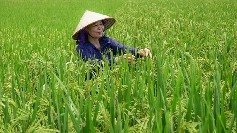 Hiệu quả từ phương pháp cấy SRI giảm phát thải