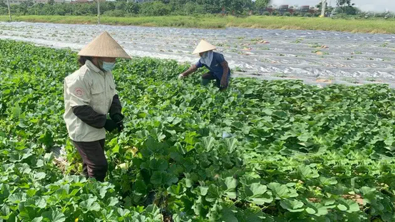 Phát triển nông nghiệp tại Kim Đức | Nông nghiệp Nông thôn | 10/04/2025