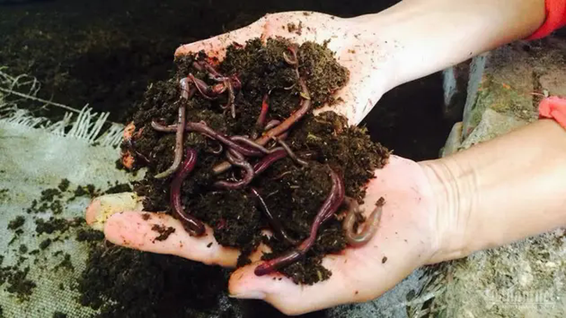 Giun quế | Mỗi xã một sản phẩm | 14/04/2025