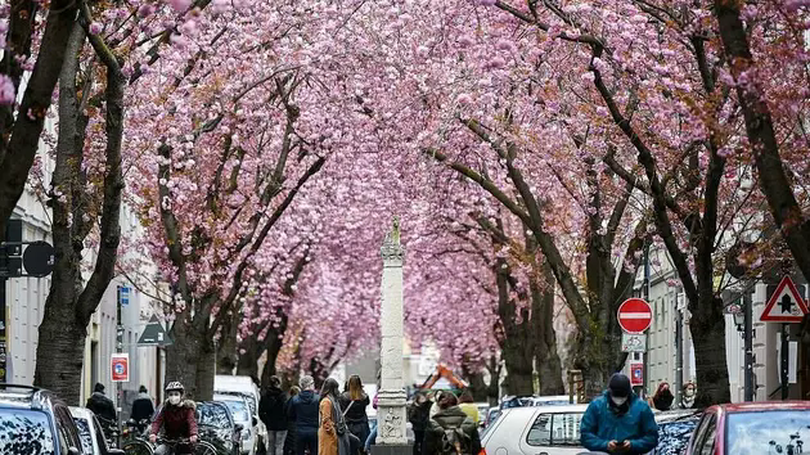 Hoa anh đào nhuộm hồng đường phố Đức