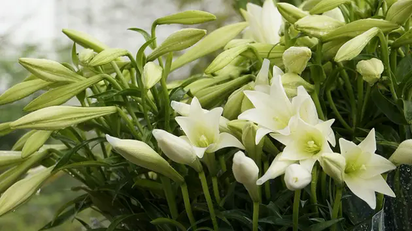Mùa hoa Loa kèn ở Hà Nội