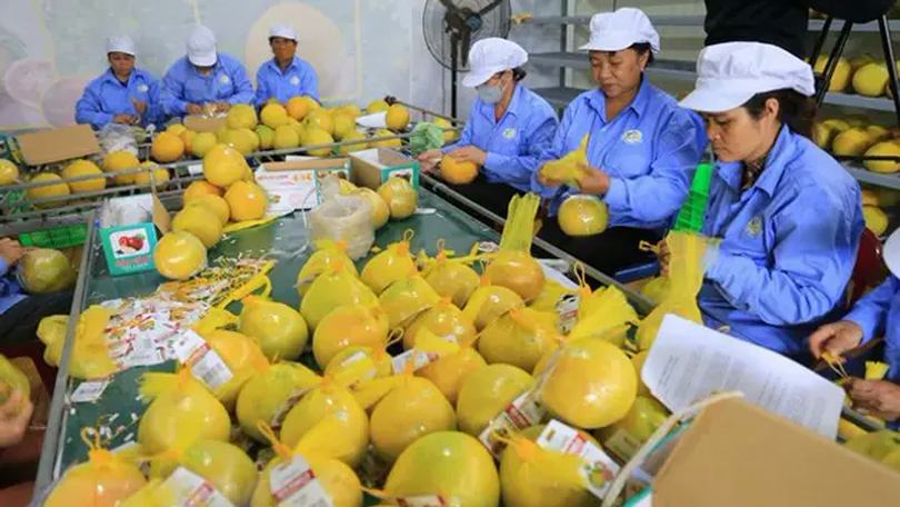 Việt Nam xuất siêu 4,1 tỷ USD nông sản