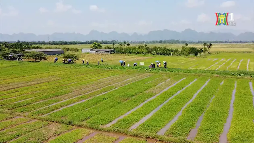 Phát triển nông nghiệp Thủ đô theo hướng sinh thái, bền vững | Tọa đàm | 02/05/2025