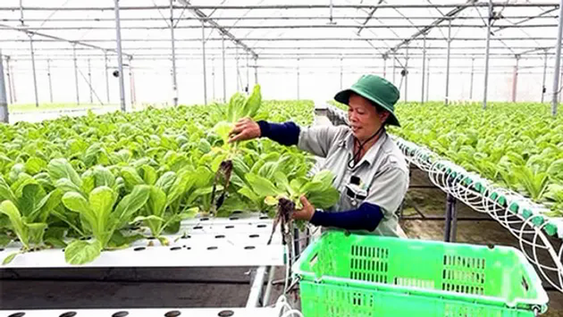 Việt Nam sản xuất hơn 120 loại rau có nguồn gốc nhiệt đới