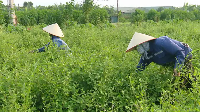Mô hình sản xuất xanh, giúp làm sạch môi trường | Chuyển đổi xanh | 17/05/2025