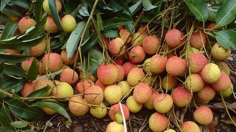Kết nối vùng miền, đưa quả ngọt về Thủ đô