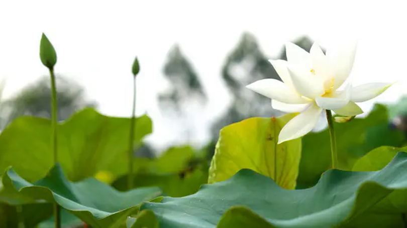 Nơi sen trắng thì thầm | Hà Nội đến để yêu | 24/05/2025