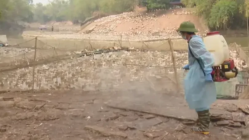 Nghị định mới hỗ trợ thiệt hại do dịch bệnh động vật