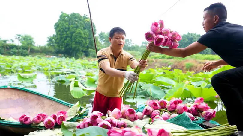 Hương sen thơm ngát | Hà Nội đến để yêu | 09/06/2025