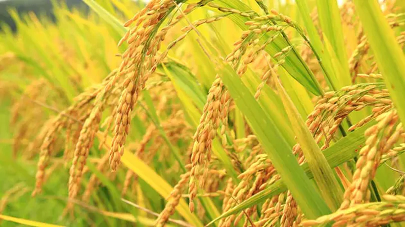 Hiệu quả từ mô hình canh tác lúa SRI hữu cơ