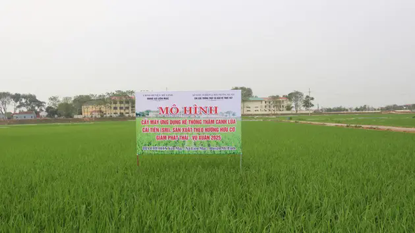 Hà Nội gần 80% diện tích lúa trồng theo phương pháp SRI | Nông nghiệp Nông thôn | 06/06/2025